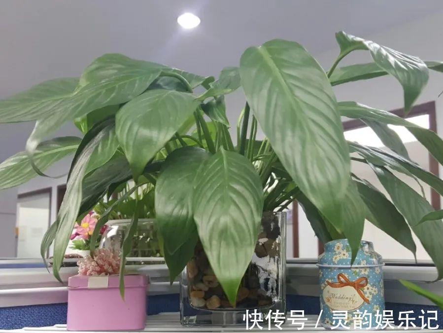 6种花一天不浇水,叶子就耷拉,缺水3天就死翘!