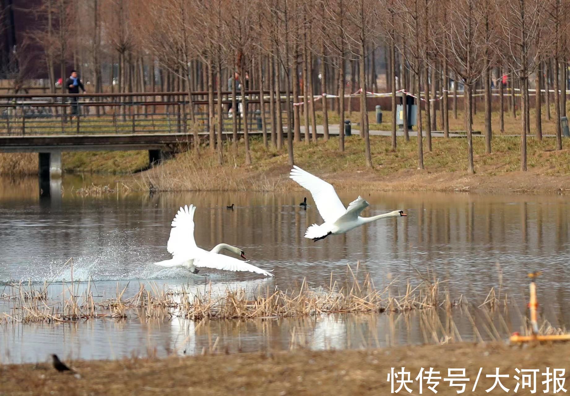 立春日|立春日，郑州北龙湖大天鹅大摇大摆上岸检阅游客，接受注目礼