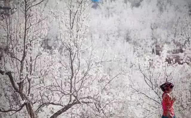 梨花|川西的初春你不能错过了，错过了需再等一年