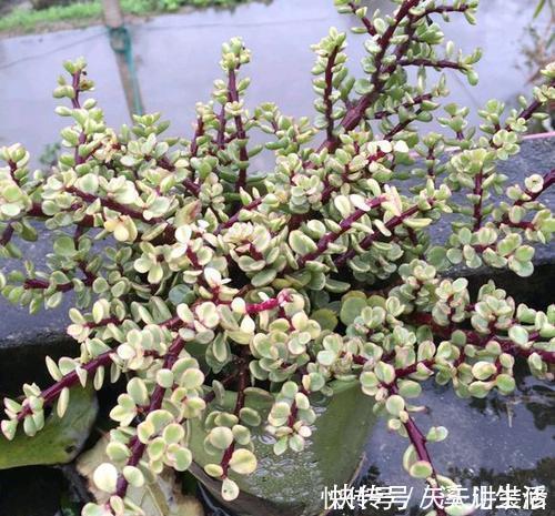 红宝石|5种漂亮多肉,好看又好养,上色美长满盆,值得拥有!