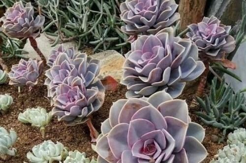 茎干|养多肉植物,用上4个“小技巧”,长成老桩更漂亮