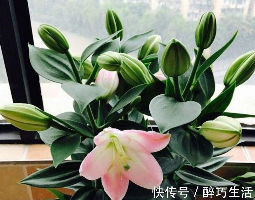 聪明人都养4种花，净化空气，帮助睡眠，适应性很强