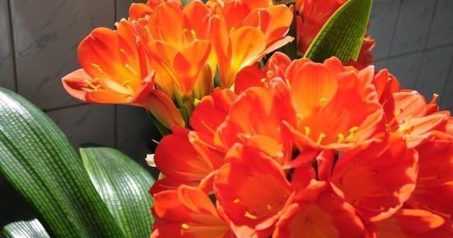 君子兰长得慢，给它吃一点“钙片”，根壮叶绿疯长，开成大花球