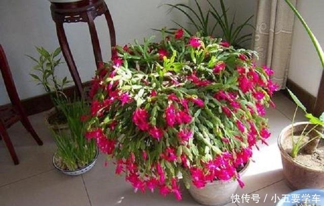 家中有花,这三种果皮就别再“浪费”,简单几步,即可制成养花料!