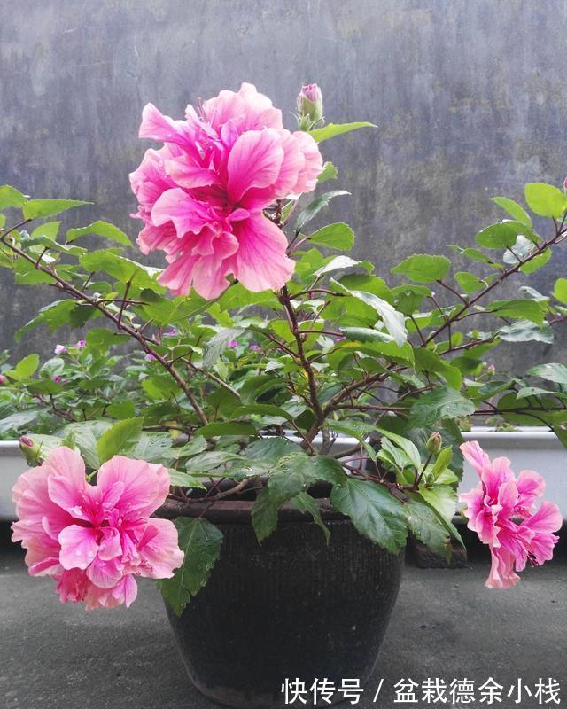 漂亮花|6种“漂亮花”,天天被人爱,家里养一盆,365天轮流开