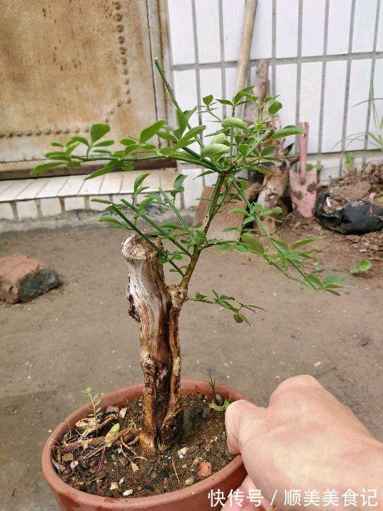 空气|俗话说人养花，花养人，这5种花放在家里好处多，全家老少更健康