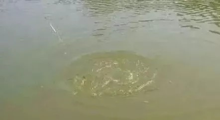 早春钓鲫鱼,水底是否有鱼,只需看“一点”,老手才懂!