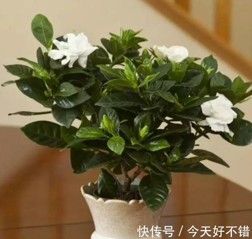 三种花盛开时香气四溢,夏天都是盛花期,轻松打造阳台庭院