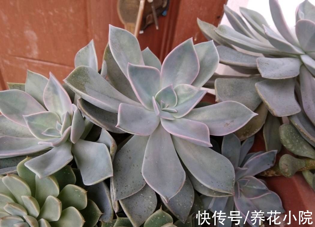 植株|多肉“睡醒了”，给它做好4件事，长得旺盛状态好