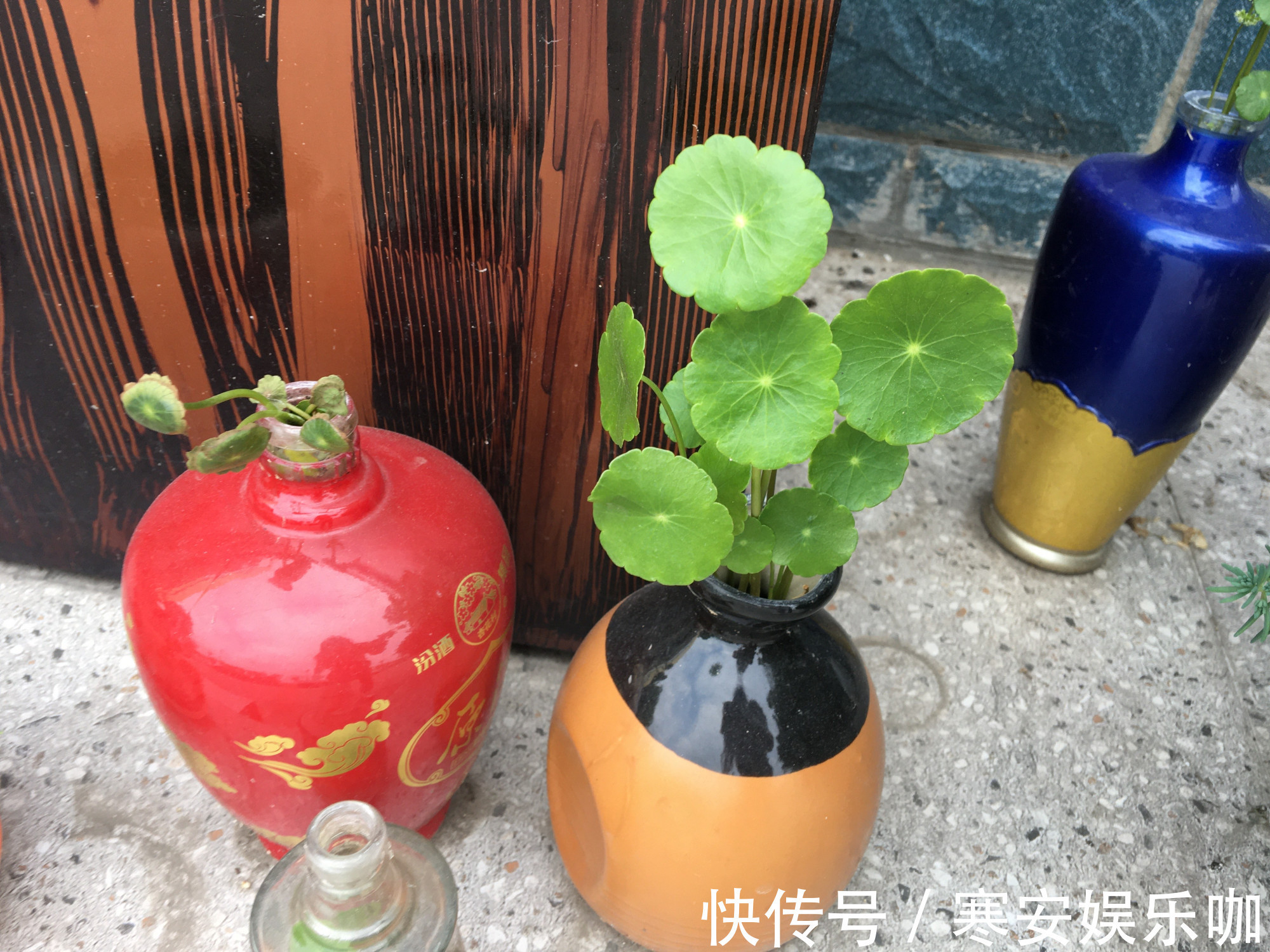 家里有不用的瓶子,拿来水培3种绿植,简单好养清新漂亮