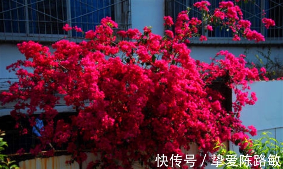 回暖|天气回暖,三角梅养护有妙招,早做3件事,花比叶子多,轻松爆盆