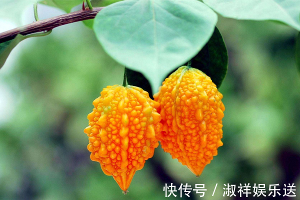 女人|它和苦瓜相似,长相丑陋,却能帮助女人清洁子宫,远离妇科炎症!