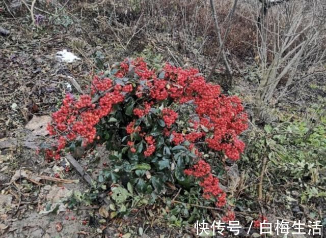 卷柏|山坡下,有2种野生的“盆景树”,茎干弯曲、奇特,比卷柏珍贵