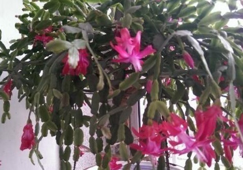 养蟹爪兰,就在盆里加“它”,轻轻松松开成花海,爆盆不是梦!