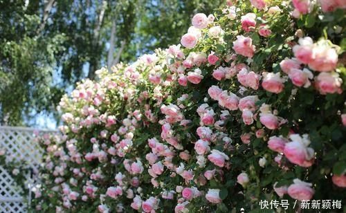 施肥|一年中什么时候最适合给月季施肥呢?