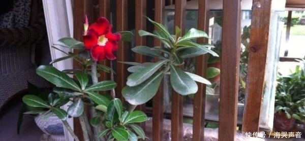 沙漠|沙漠玫瑰,掌握这些,长得既好看,又霸气