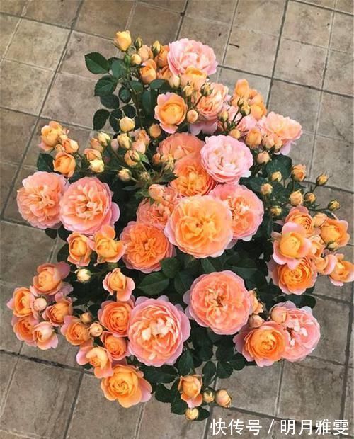 阳台|阳台上就养这款月季,非常“抗造”,花大色艳,开花一茬接着一茬