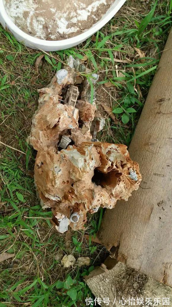 路边一堆“名贵花”，丢人也要捡，捡回家养2个月就开花！