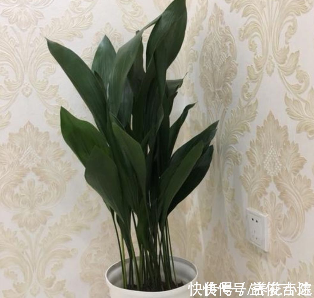 漂亮|8种漂亮的绿色植物，只观叶不看花，养在室内空气好
