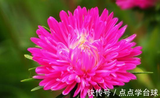 玫瑰|4种花号称开花能手,不用管也能繁花似锦,花色美轮美奂