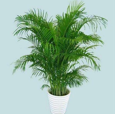 客厅摆上3种“大盆栽”,品味高上档次,关键还“养人”