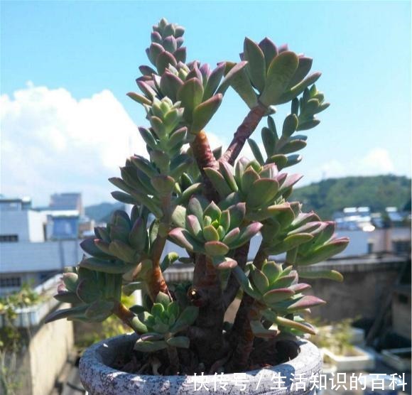 养多肉,最忌“3点”,难怪一养就抽成草,赶紧挽救还来得及!