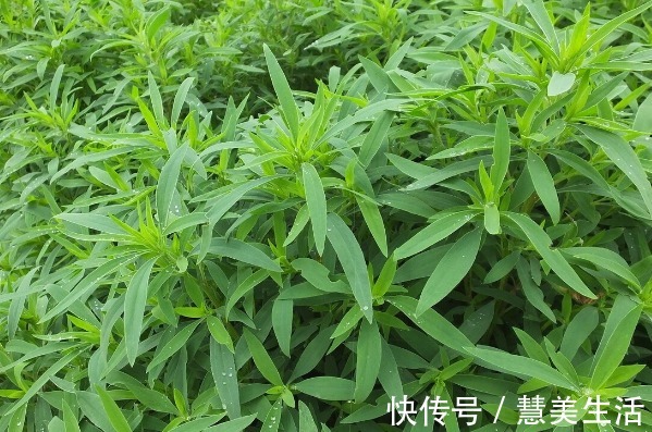 小根|65种野菜图片，带你认识不同的野菜和吃法，你想要的野菜这里都有