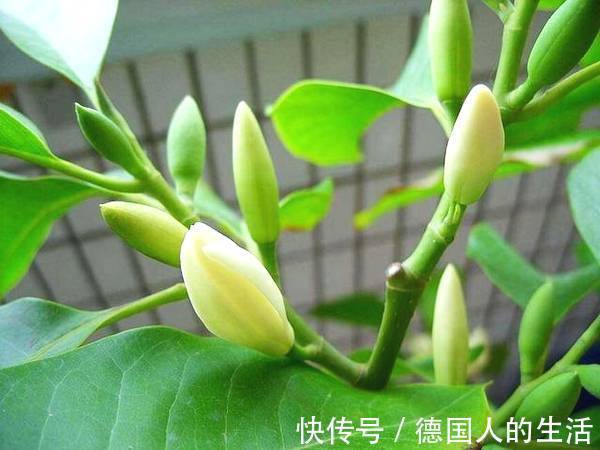 家里养上这五种花,“旺人”又旺财,开花300天,越养身体越好