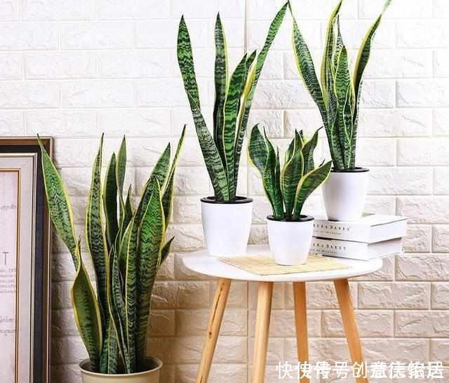 养了2年的虎皮兰不长个?做好3件事,猛长侧芽,满盆绿叶!