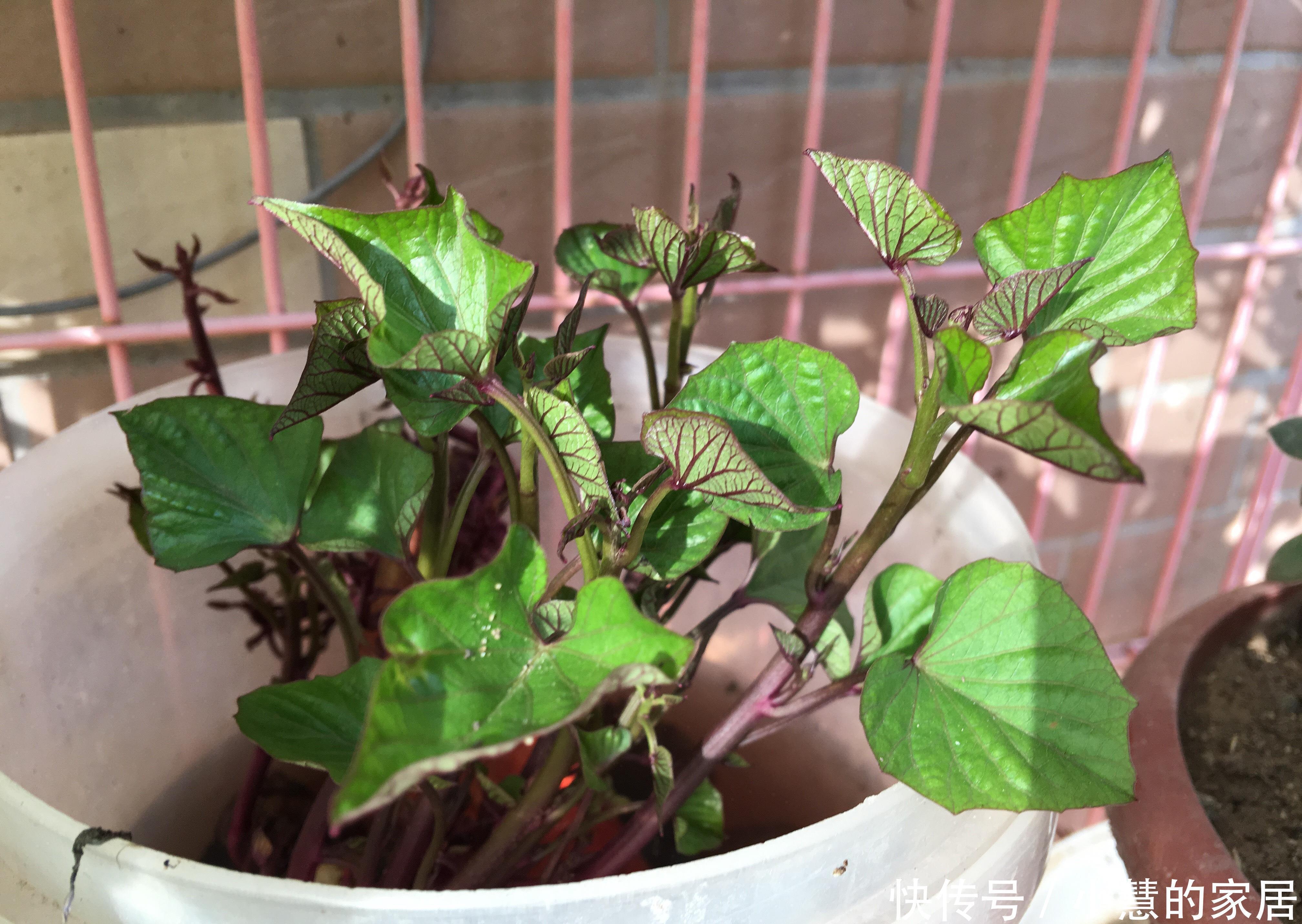 养花|养花没有盆,3个妙招,就能自制出漂亮的花盆,阳台上种了好多花