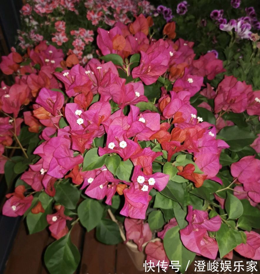 月季|养月季病虫害太多花匠推荐养“这种”花，不生病、花期150天