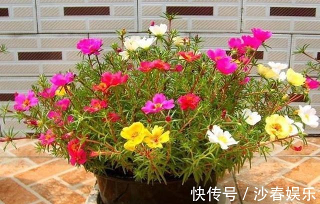 阳台变成“美花海”,全靠这2种花,花色明亮,花朵成簇
