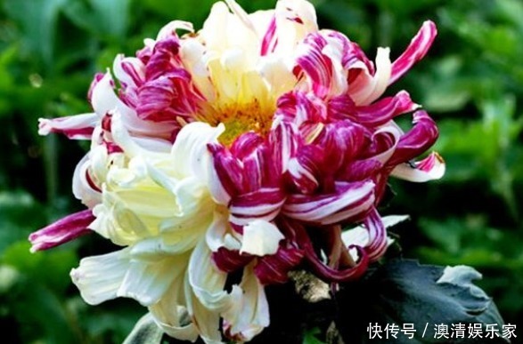 喜欢菊花,不如养盆“菊中精品”鸳鸯荷,似鸳鸯戏水,美丽大气