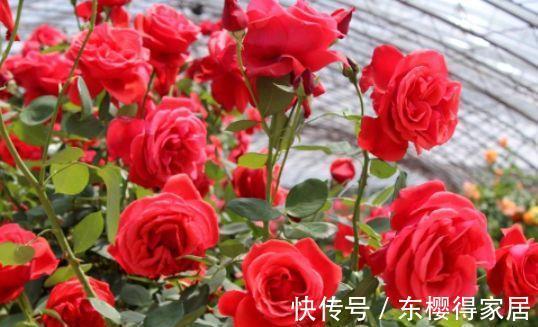 茶花|农历7月5号起,最适合养这些花,颜色鲜艳,每天都有好心情