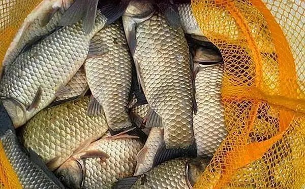 冬天还用“调四钓二”?高手都在用这个钓法了,还是它靠谱!