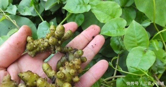 三高克星|一种称为“三高克星”的植物,农村地区很是常见,一斤要卖20元