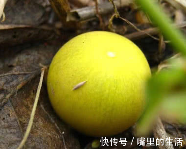 农村|喝酒时“千杯不倒”全靠它，农村随处可见，酒精遇上“抖三抖”