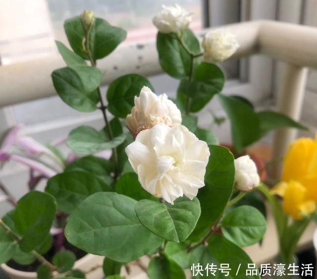 茉莉土加“一料”,不黄叶不徒长,易生根长得旺,养成繁花老桩!