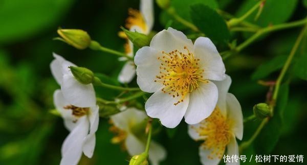 死亡|野蔷薇:即使死亡,已要走进一颗美丽的童心里!(散文诗)