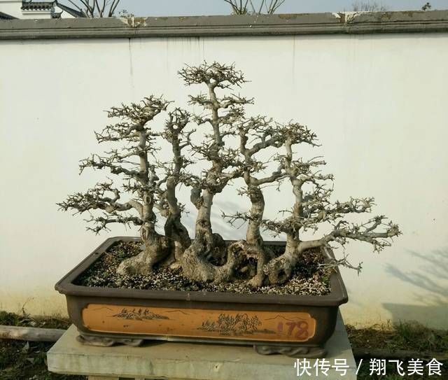 盆景大咖说玩盆景少不了玩根,那么盆景桩头的根系造型有哪些