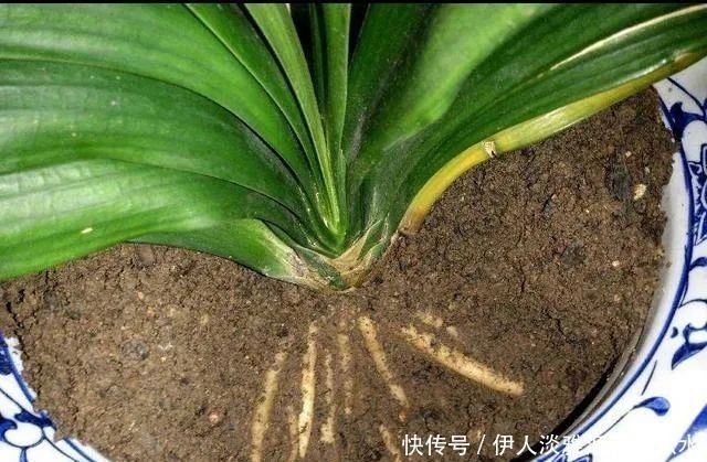 君子兰|给君子兰换盆,3个错误不能犯,要不然伤根又黄叶