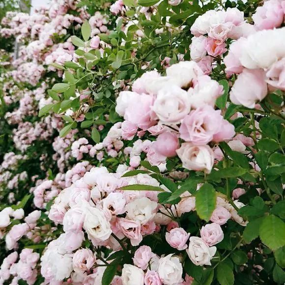 33种花，33首歌，太美了！