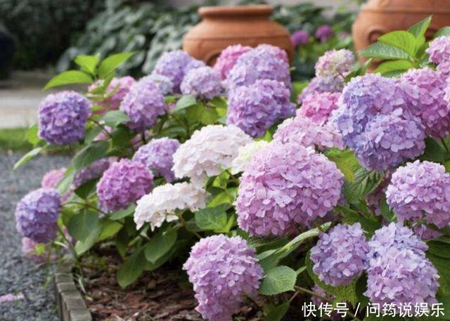 漂亮也好养的“4种花”,枝条能剪下来“扦插”,1年后开花多!