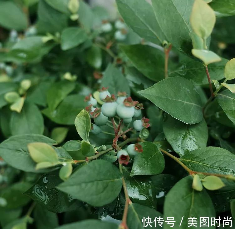 130㎡大露台,花1年改造成“花草蔬果园”,体验屋顶上的田园生活