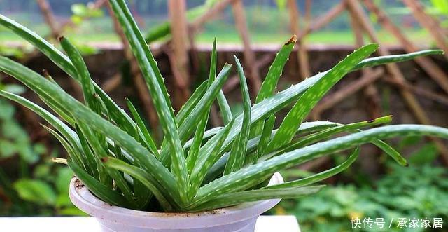植株|3种耐晒的绿植盆栽，养在空调房，净化空气颜值高