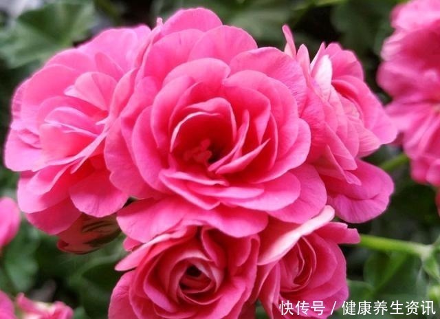 开花漂亮,花期长又勤花,连叶子都带香味,这种花值得养!