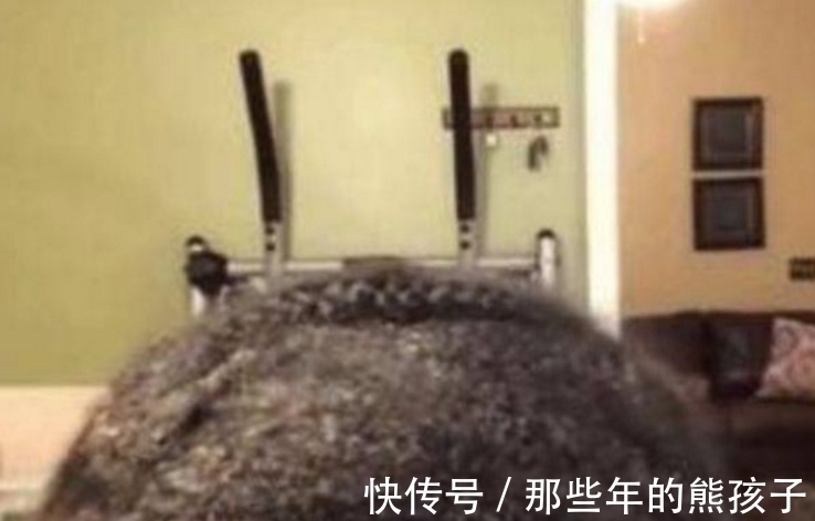 洗头|女子几年不洗头,结婚前女子开始打理头发,扒开后众人头皮发麻