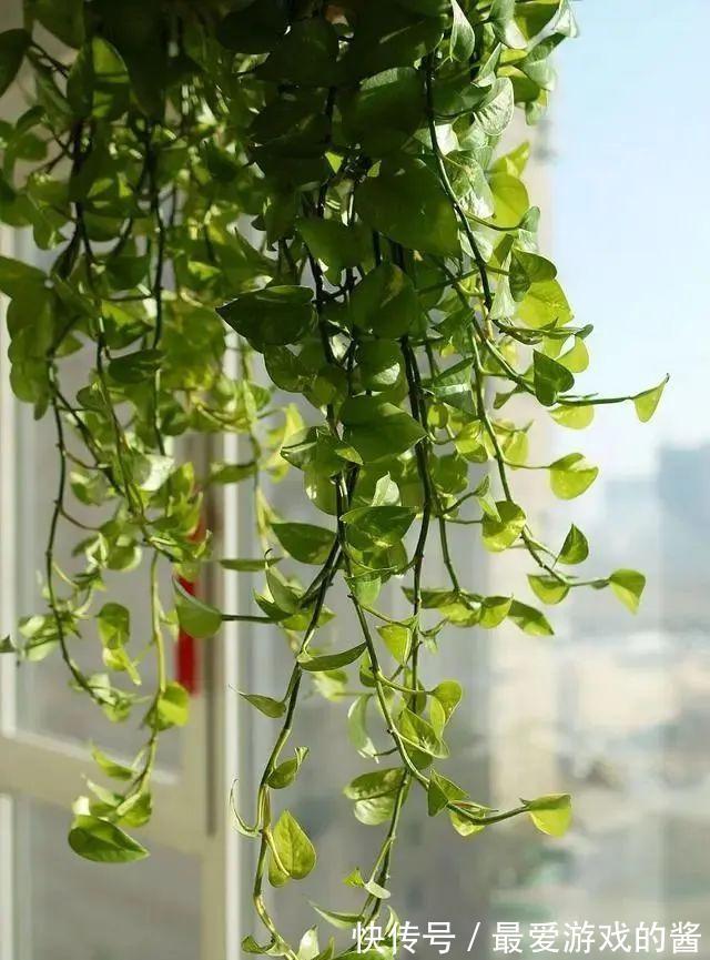 养绿萝只会浇水怎么行,学会加点“小东西”,枝繁叶茂绿油油!