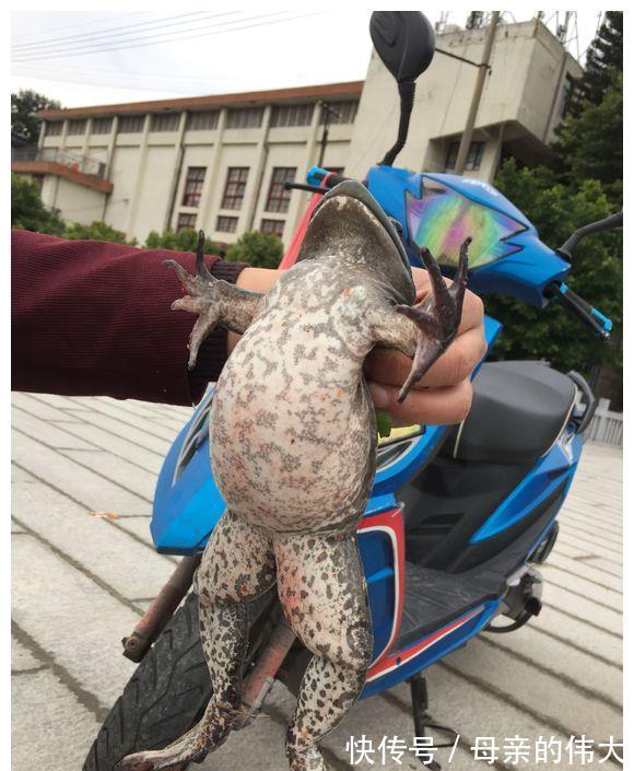 大水过后，河里来了一群“大嘴怪”，当地钓鱼人：鱼快被吃光了