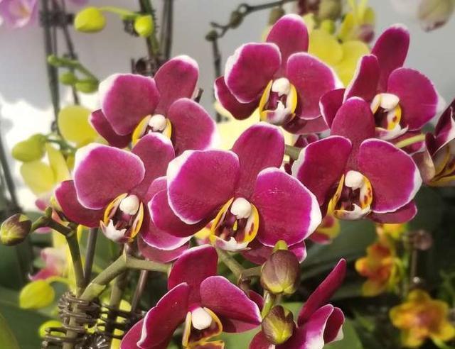 春节最受欢迎的5种花,放家里一盆不吃亏,这样护理年年旺